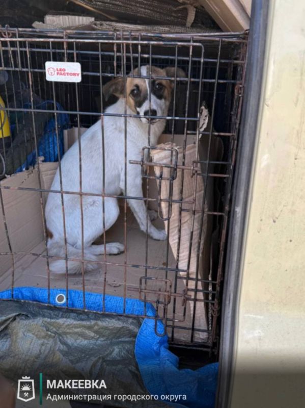 Александр Подгорный: В Макеевке продолжается активная работа по отлову бродячих собак