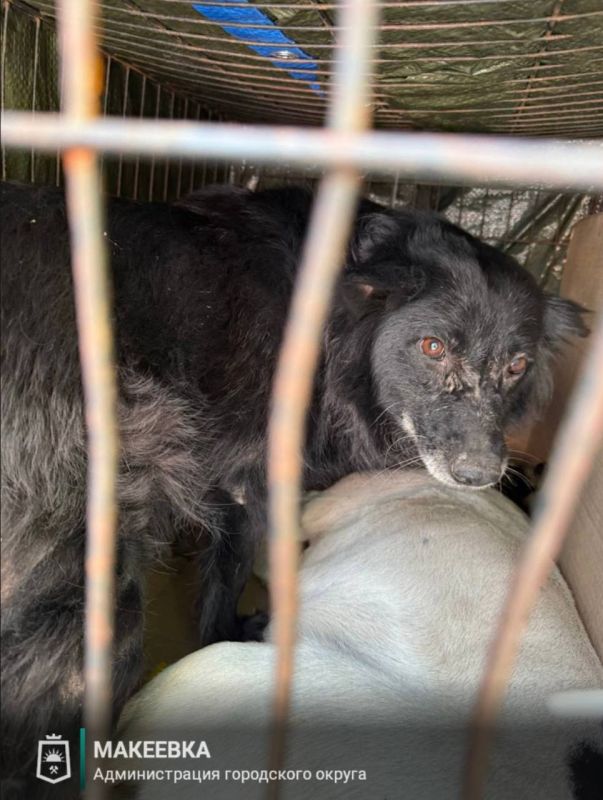 Александр Подгорный: В Макеевке продолжается активная работа по отлову бродячих собак Александр Подгорный: В Макеевке продолжается активная работа по отлову бродячих собак