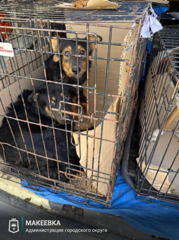 В Макеевке продолжается отлов бездомных собак
