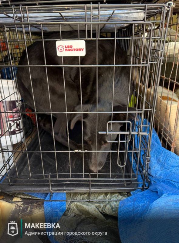 В Макеевке продолжается отлов бездомных собак В Макеевке продолжается отлов бездомных собак
