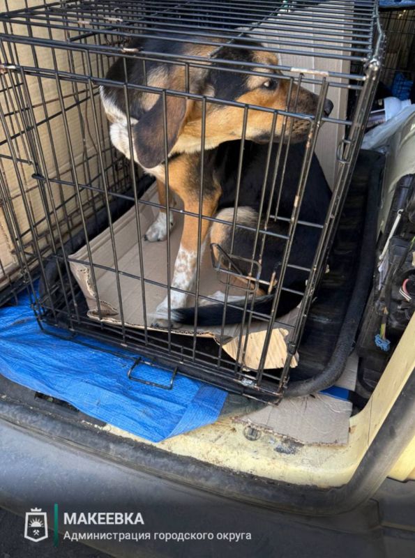В Макеевке продолжается отлов бездомных собак В Макеевке продолжается отлов бездомных собак