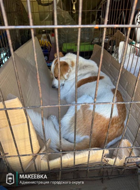 В Макеевке продолжается отлов бездомных собак В Макеевке продолжается отлов бездомных собак