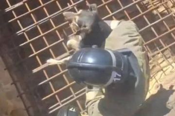 В Макеевке спасатели достали собаку из 10-метровой ямы