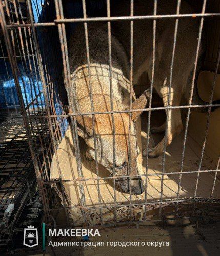 В Макеевке продолжается отлов беспризорных собак