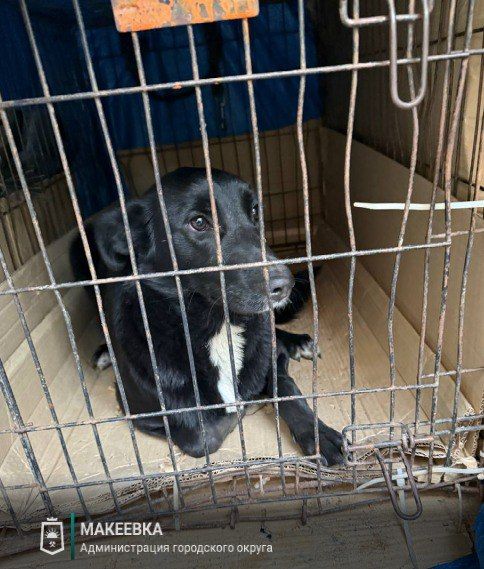 В Макеевке продолжаются работы по отлову безнадзорных животных В Макеевке продолжаются работы по отлову безнадзорных животных