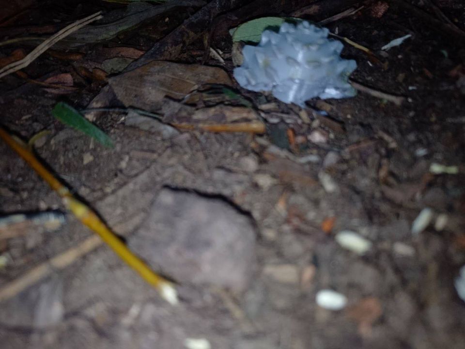 Внимание: новая невидимая угроза - мины-«шишки» Внимание: новая невидимая угроза - мины-«шишки»