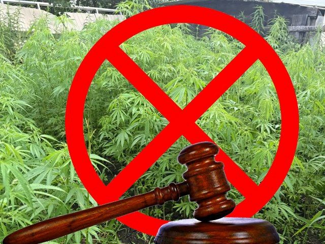 Житель г. Макеевки осужден за культивирование 640 единиц растений, содержащих наркотические средства, а также хранение частей таких растений