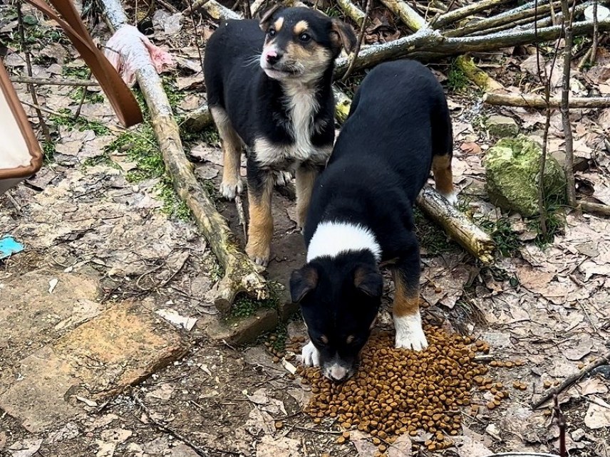 Друзей не бросаем. Начинаем год с добрых дел Друзей не бросаем. Начинаем год с добрых дел