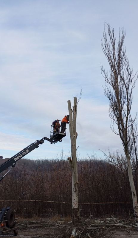 Владислав Ключаров: В Макеевке усилены работы по ликвидации аварийных и сухостойных деревьев Владислав Ключаров: В Макеевке усилены работы по ликвидации аварийных и сухостойных деревьев