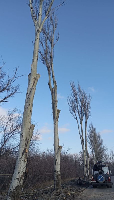 Владислав Ключаров: В Макеевке усилены работы по ликвидации аварийных и сухостойных деревьев Владислав Ключаров: В Макеевке усилены работы по ликвидации аварийных и сухостойных деревьев