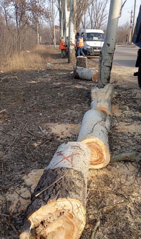 Владислав Ключаров: В Макеевке усилены работы по ликвидации аварийных и сухостойных деревьев Владислав Ключаров: В Макеевке усилены работы по ликвидации аварийных и сухостойных деревьев