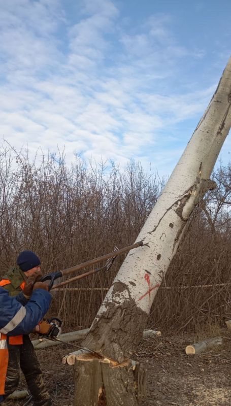 Владислав Ключаров: В Макеевке усилены работы по ликвидации аварийных и сухостойных деревьев Владислав Ключаров: В Макеевке усилены работы по ликвидации аварийных и сухостойных деревьев