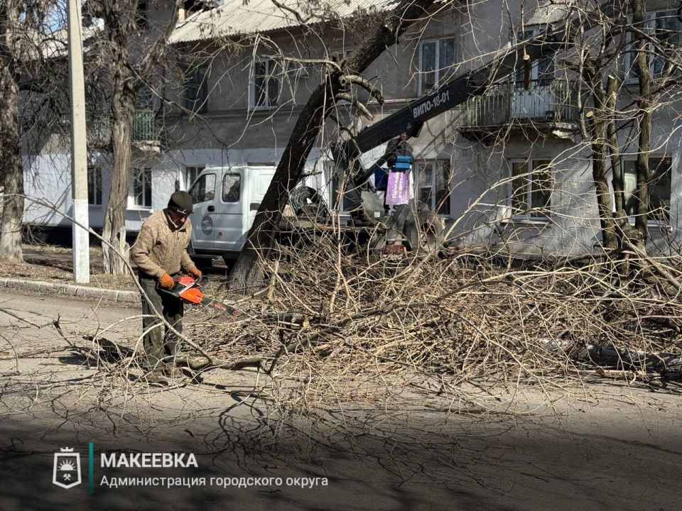 В Макеевке активно ведутся работы по удалению аварийных и старых деревьев