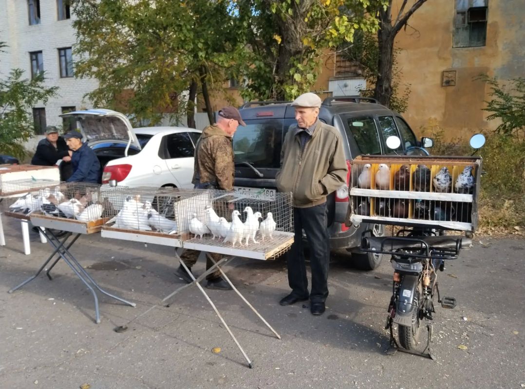 Выставка голубей в Червоногвардейском районе: праздник для любителей пернатых Выставка голубей в Червоногвардейском районе: праздник для любителей пернатых