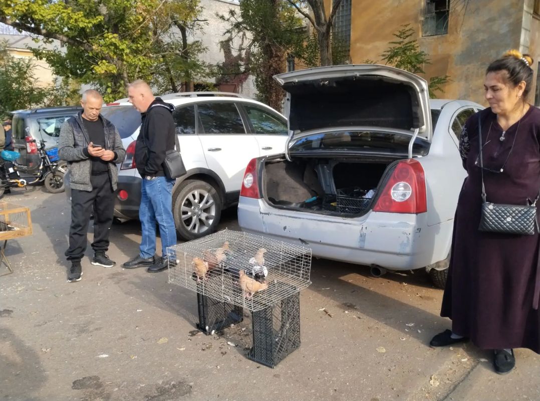 Выставка голубей в Червоногвардейском районе: праздник для любителей пернатых Выставка голубей в Червоногвардейском районе: праздник для любителей пернатых