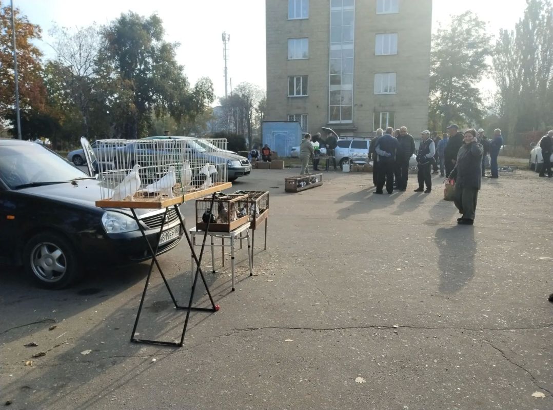 В Червоногвардейском районе Макеевки прошла выставка голубей В Червоногвардейском районе Макеевки прошла выставка голубей